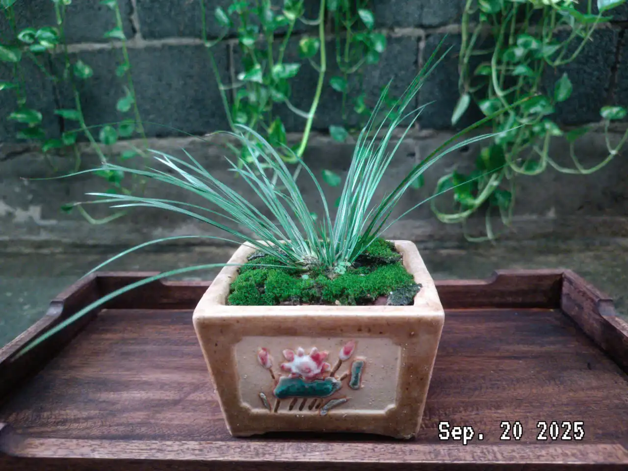 Thạch Xương Bồ - Hương sắc tuổi xuân bên dòng Hương Giang