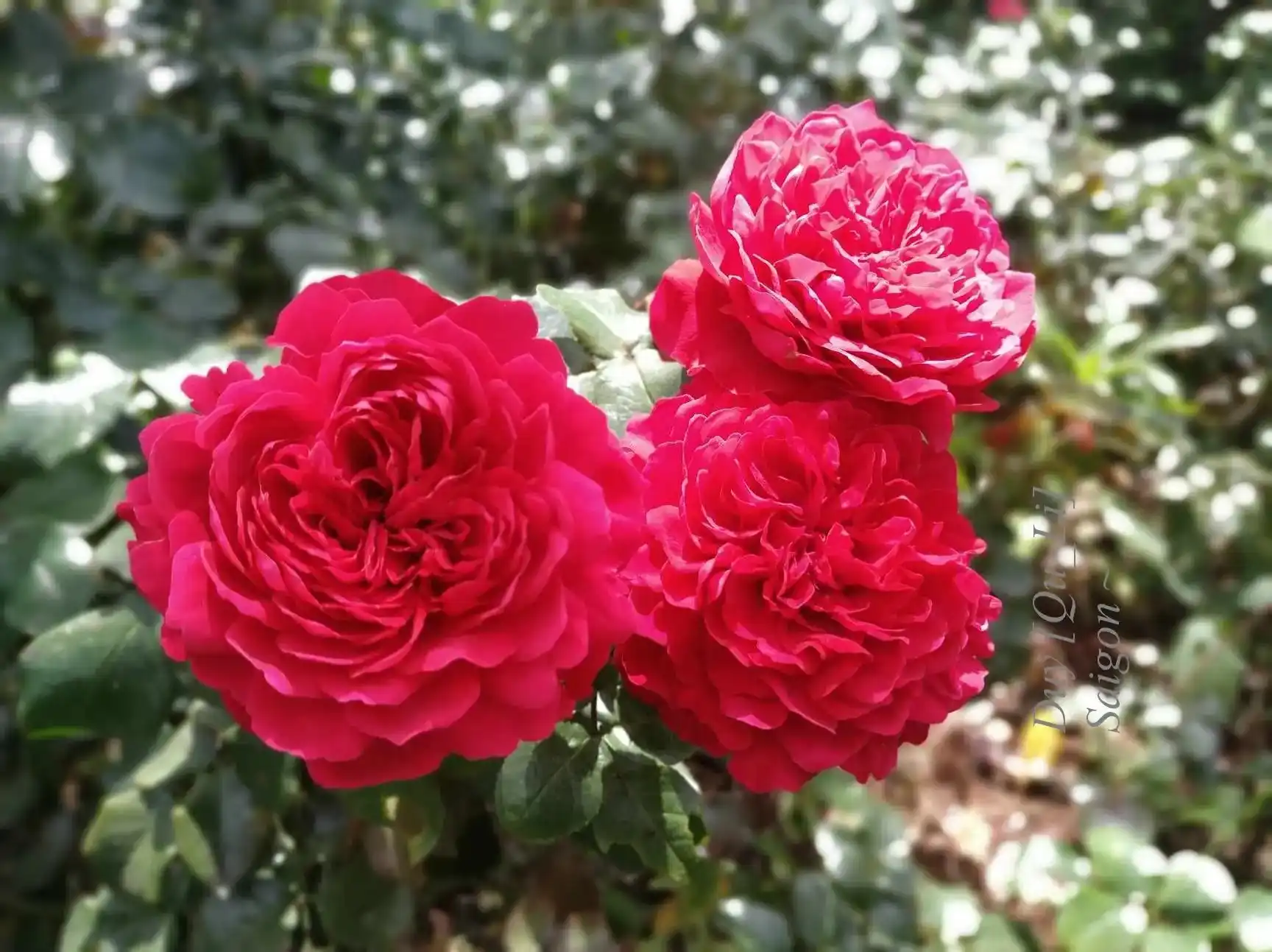 Sự thật lòng - Căn cước của tình yêu