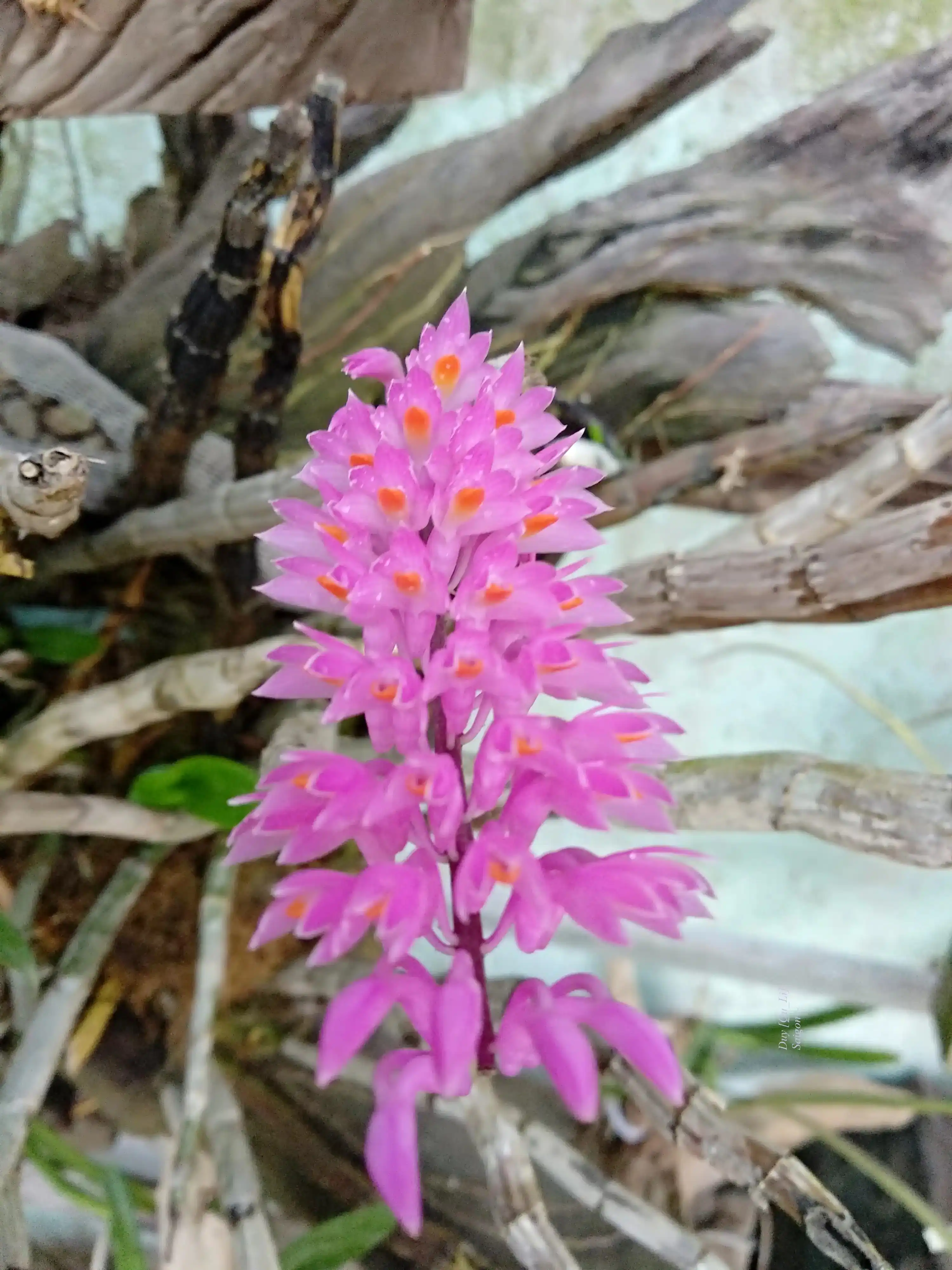 Trí tuệ của sự thật thà: Phép "lùi một bước" để nhìn thấu nhân gian