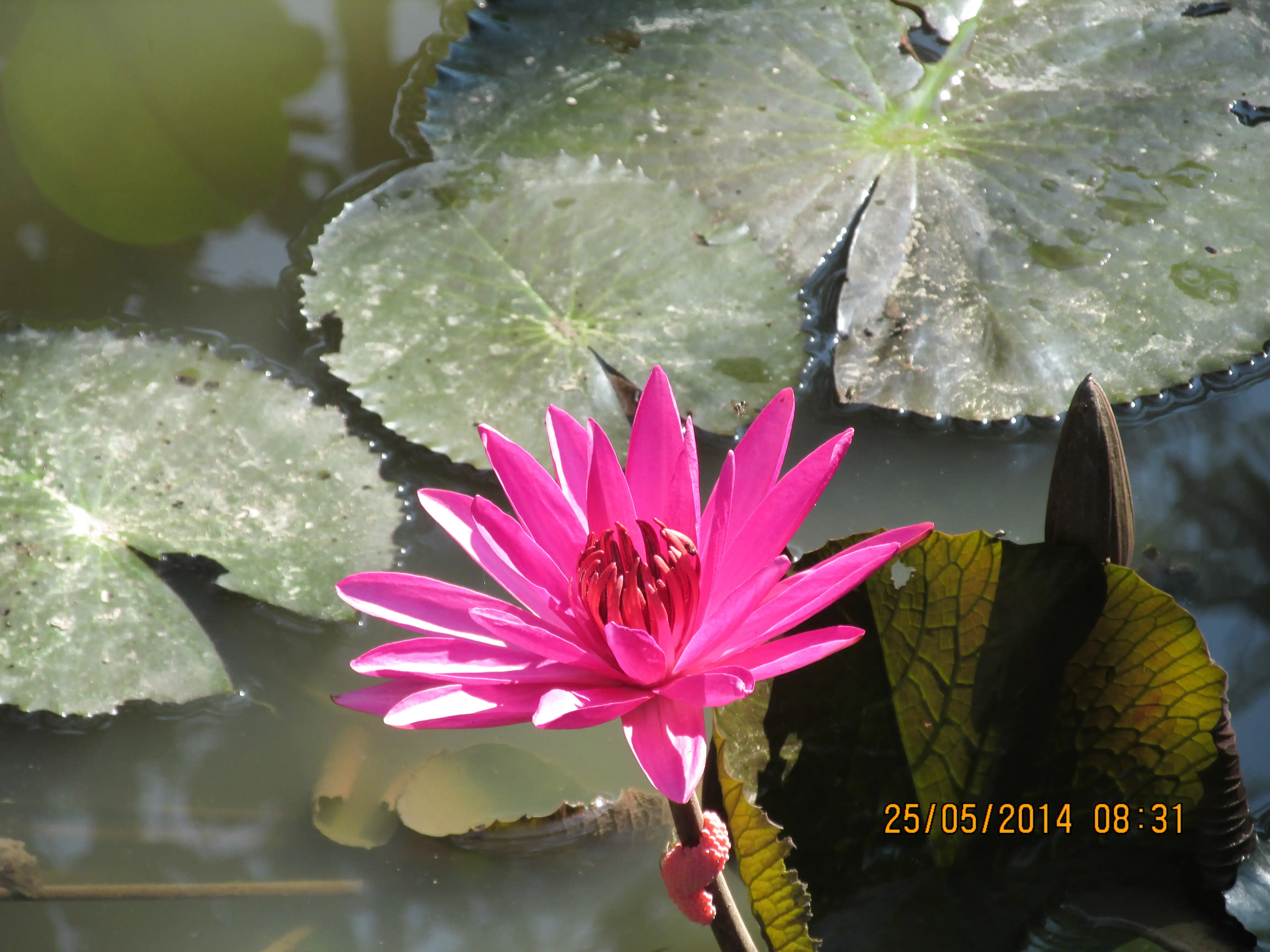 Bản trường ca về số phận, bản lĩnh và duyên nợ nhân sinh