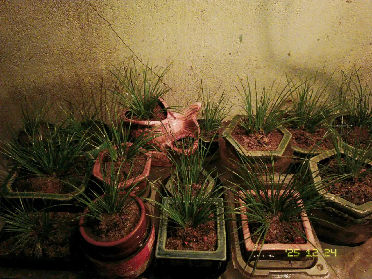 Thạch xương bồ xứ Huế